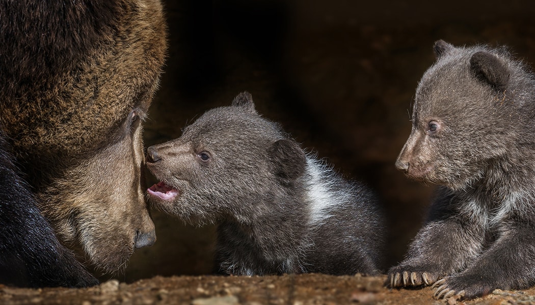 How to Photograph Animals at the Zoo