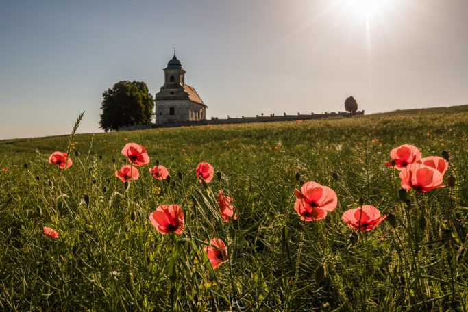 Simple Exercise to Improve a Photo Composition: First try, with the poppies strikingly in the foreground.