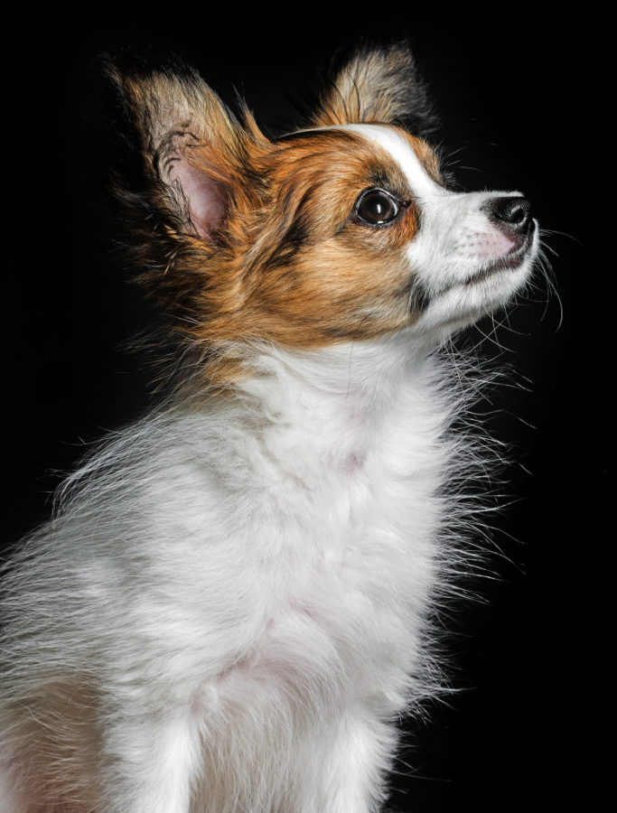 Photographing Dogs: Get Beautiful Dog Portraits Indoors and Outdoors