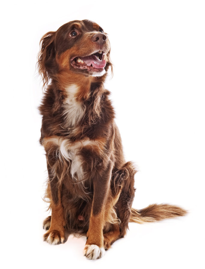 How to Photograph Dogs: dog looking at its master.