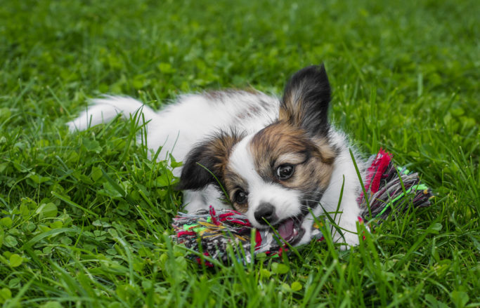 How to Photograph Dogs: a dog with a toy.