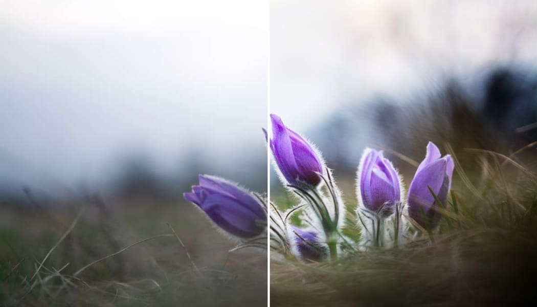 Bring Flower Photos to Life: It Takes Just 3 Basic Edits