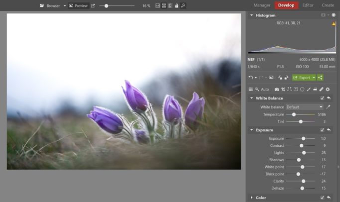 Bring Flower Photos to Life: brightened photo of a pasqueflower.