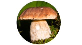 Learn How to Make Circular (and Other) Photo Crops Using Layers