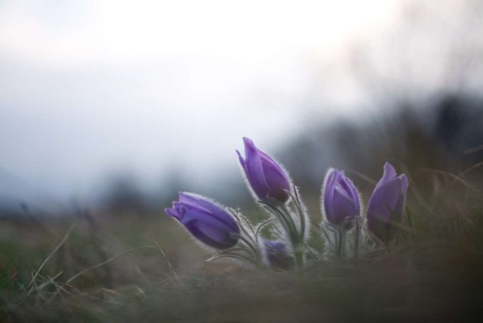 Bring Flower Photos to Life: unedited pasqueflower.