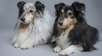 Photographing Dogs: Get Beautiful Dog Portraits Indoors and Outdoors