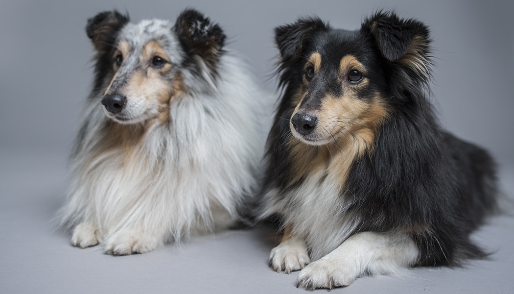 how do you photograph dog portraits