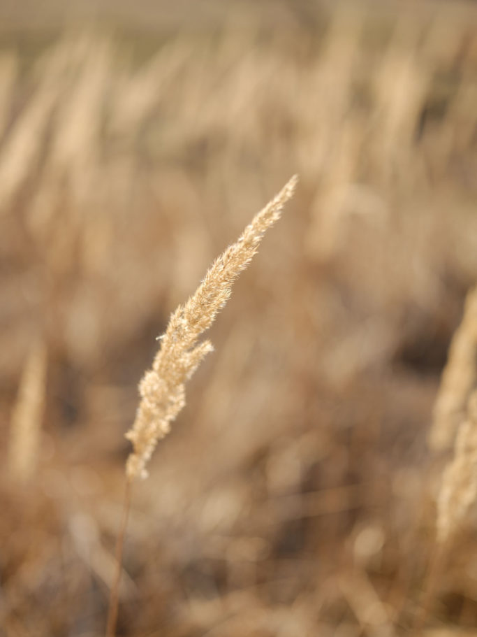 Moving to a Bigger Chip with the Fujifilm GFX50s: grass.