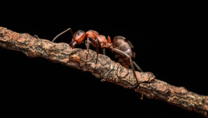 How to Do Macro Outdoors: ant on a stick.