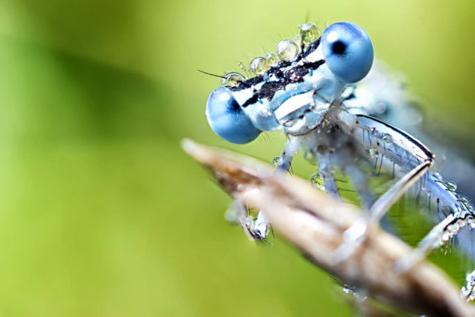 How to Do Macro Outdoors: calm insect under the morning dew.