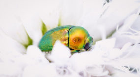 How to Do Macro Outdoors: 3 Steps to Better Macro Photos