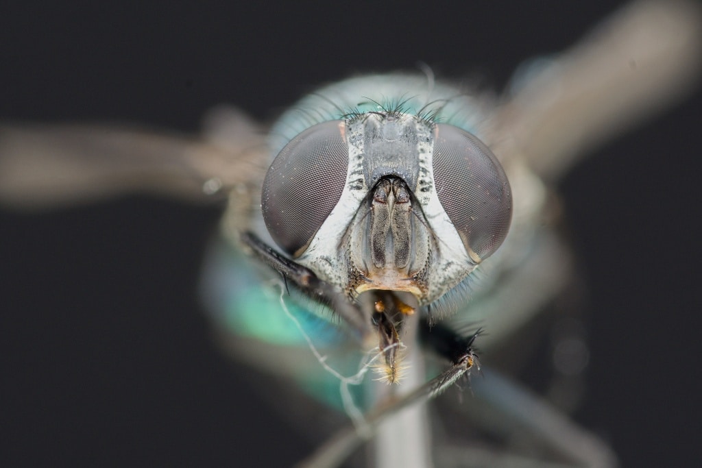 Put an End to Depth-of-field Dilemmas: Discover the Magic of Focus ...