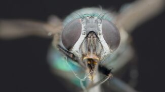 Put an End to Depth-of-field Dilemmas: Discover the Magic of Focus Stacking
