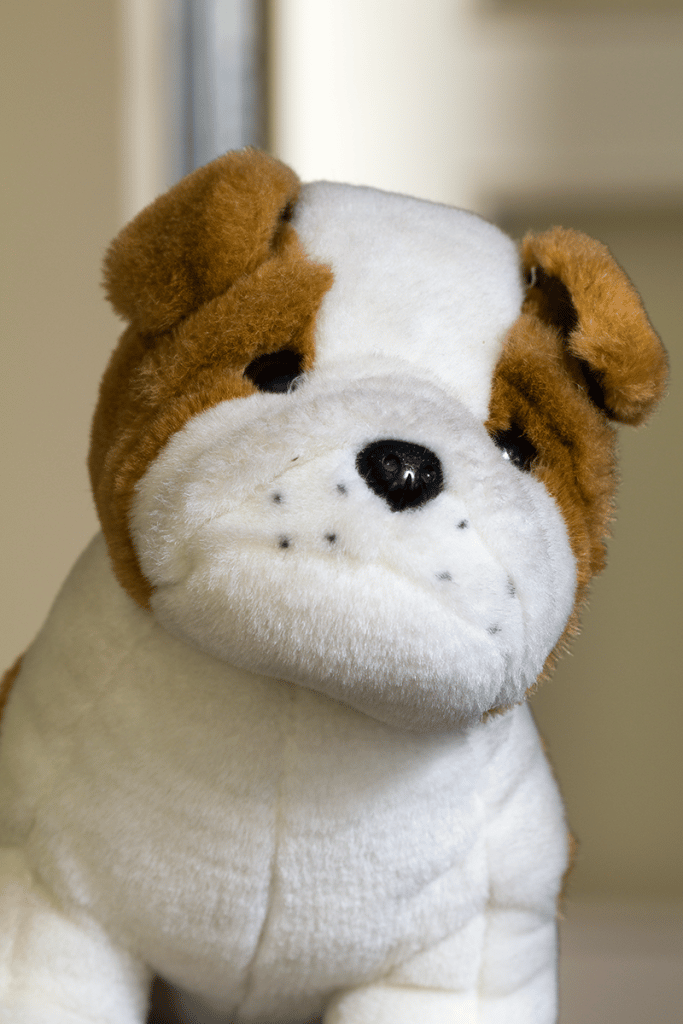 Photographing portraits in a combined light: a stuffed animal photographed with a longer exposure.