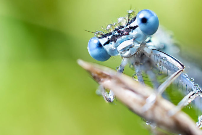 Macro or closeup: macrophotography of a dragonfly.