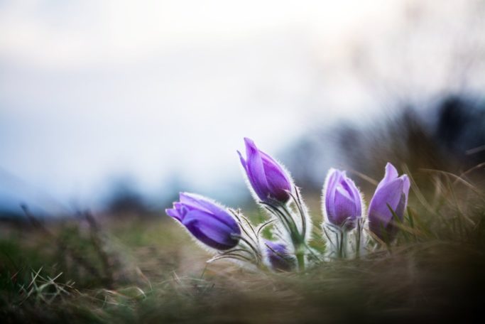 Macro or closeup: detail of flowers.