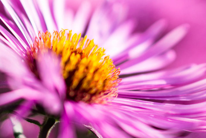 Macro or closeup: a macro shot of a flower.