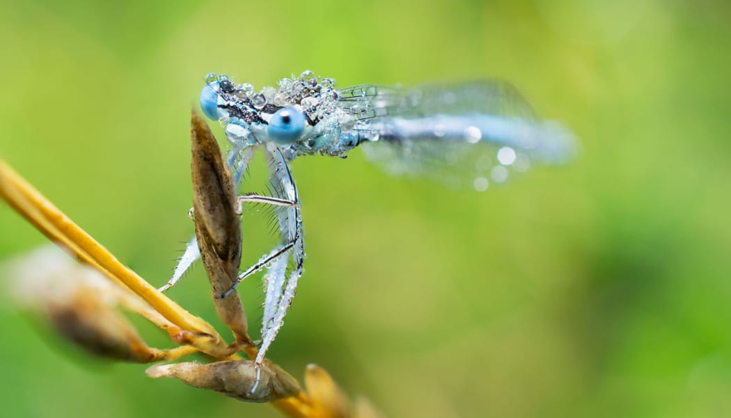 Macro or Closeup? We’ll Show You the Difference