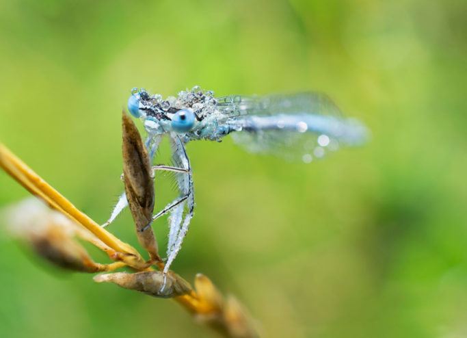 Macro or closeup: detail of a dragonfly.