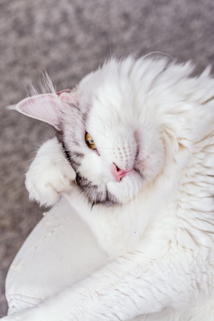 How to Take Cat Photos That Will Attract and Amuse - Rubby the camera shy