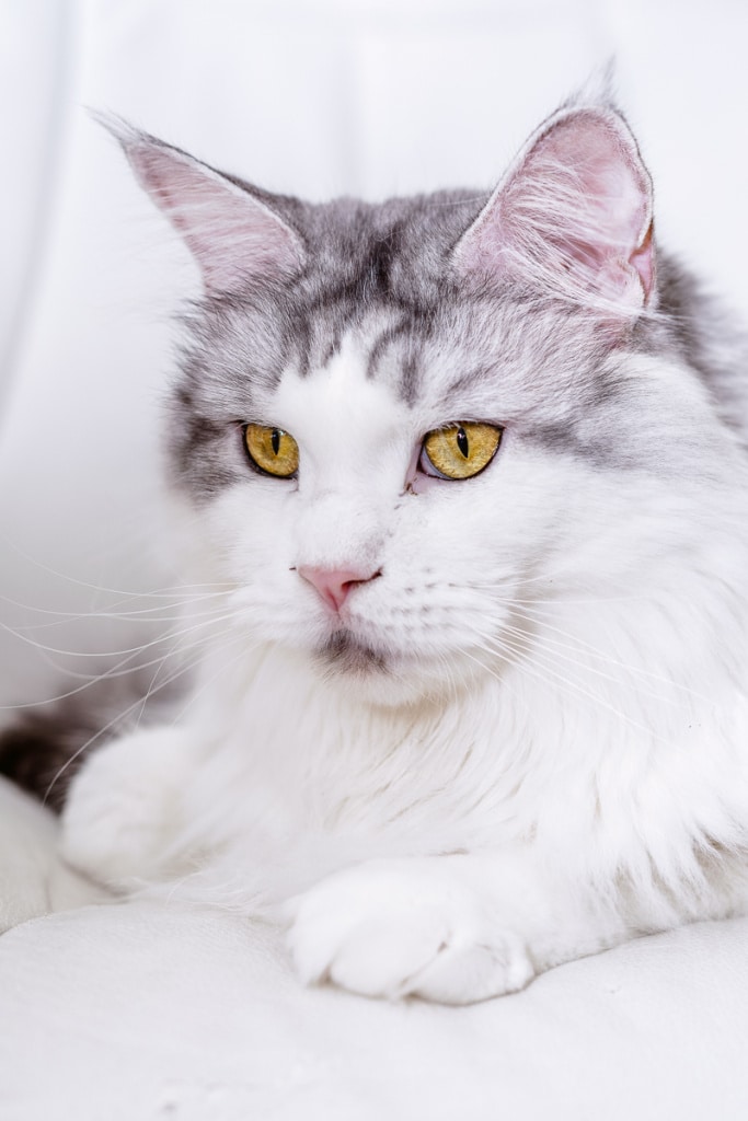 How to Take Cat Photos That Will Attract and Amuse - chair