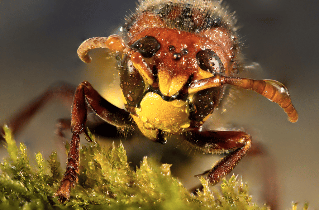 You Can Do Macro at Home - hornet