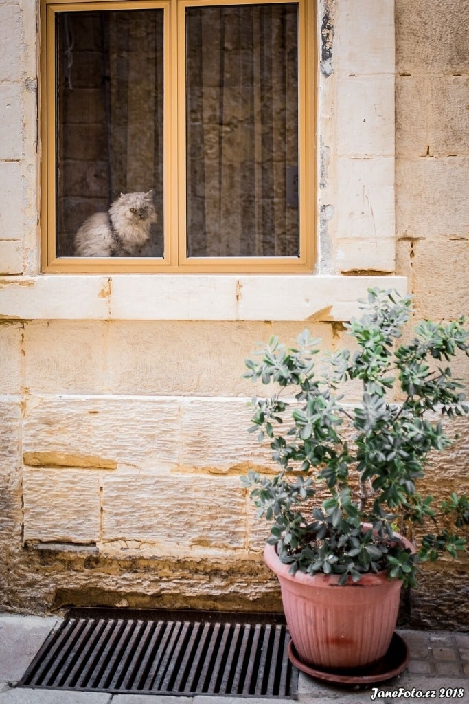How to Take Cat Photos That Will Attract and Amuse