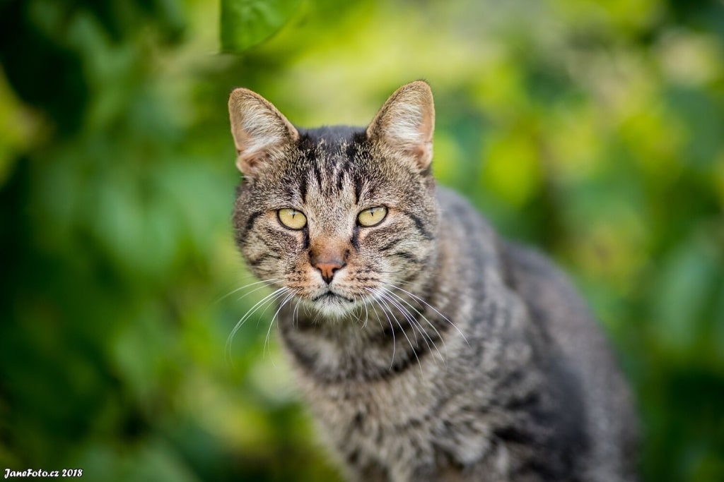 How to Take Cat Photos That Will Attract and Amuse - from the ground