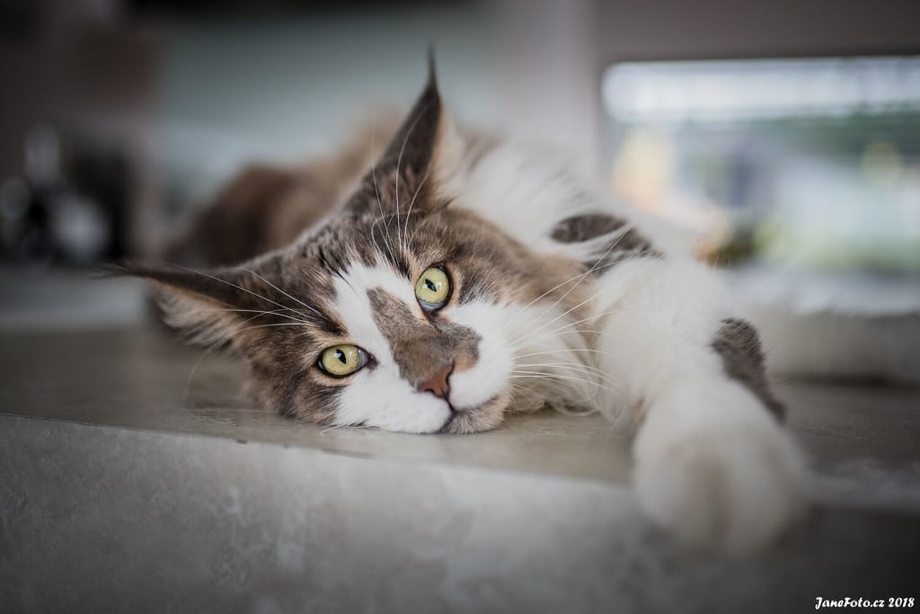 How to Take Cat Photos That Will Attract and Amuse - mainecoon