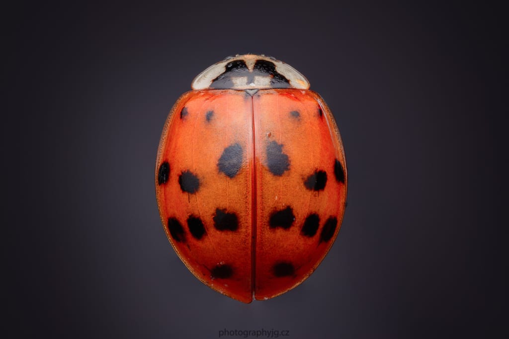 You Can Do Macro at Home - ladybug