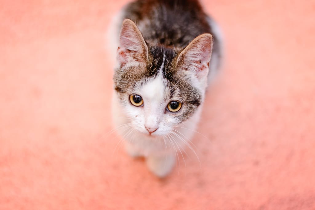How to Take Cat Photos That Will Attract and Amuse - from above