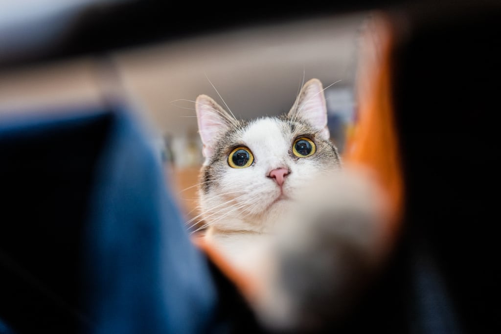 How to Take Cat Photos That Will Attract and Amuse - from below
