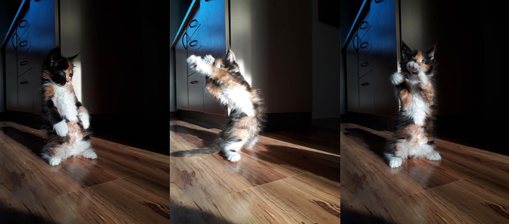 How to Take Cat Photos That Will Attract and Amuse - cat yoga