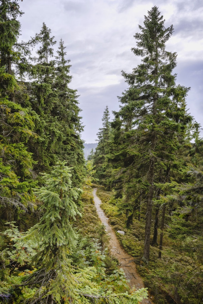 A New Angle on Landscape Photography - forest path