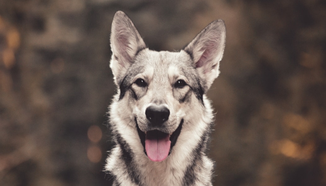 How to Photograph Dogs—Don’t Forget the Treats! | Learn Photography by ...