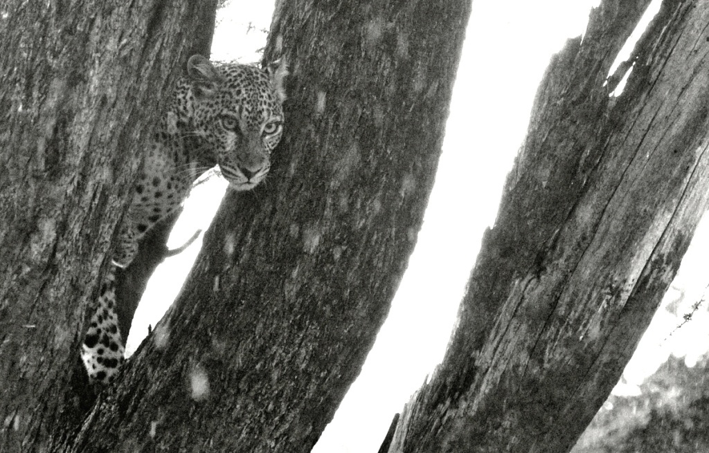 Jan Svatoš the “Photographing Director”: Film Fascinates Me; Digital Steals No Souls, But Eats Time