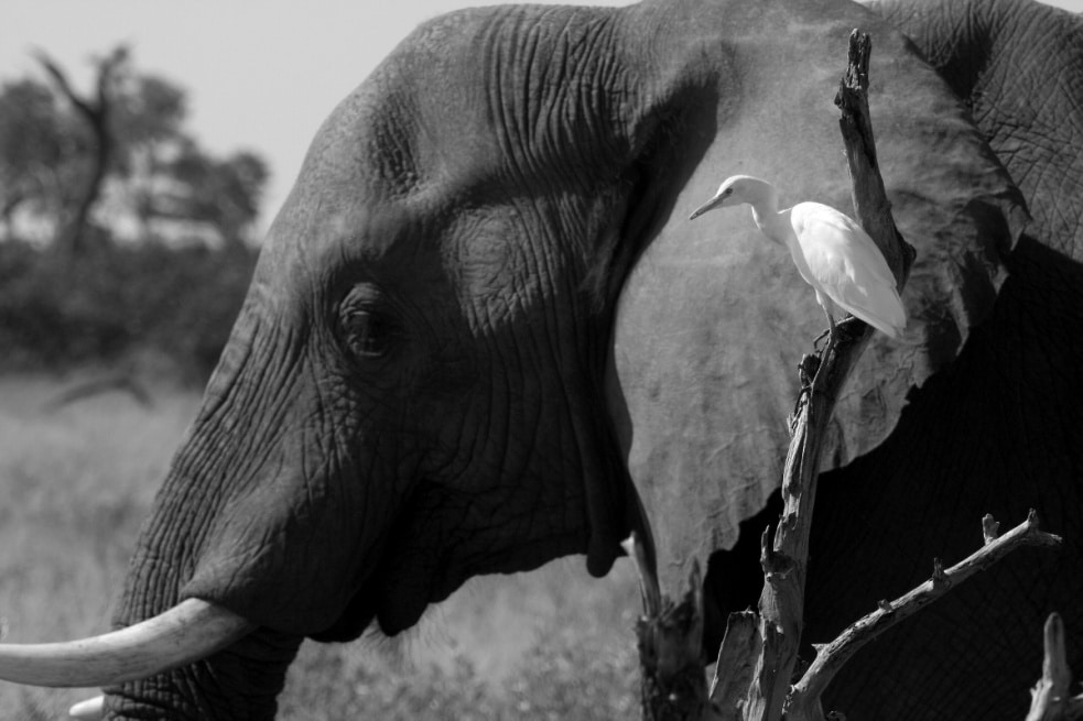 Jan Svatoš the “Photographing Director”: Film Fascinates Me; Digital Steals No Souls, But Eats Time