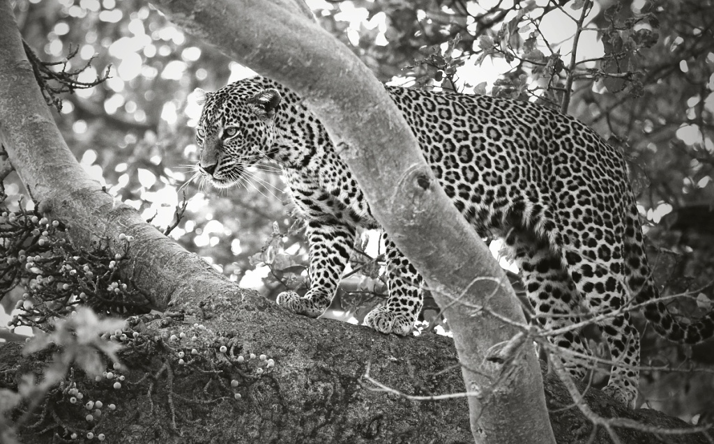 Jan Svatoš the “Photographing Director”: Film Fascinates Me; Digital Steals No Souls, But Eats Time