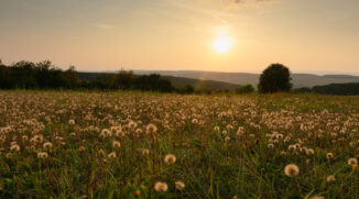 How Does a Landscape’s Light Change During One Day? - landscape in evening