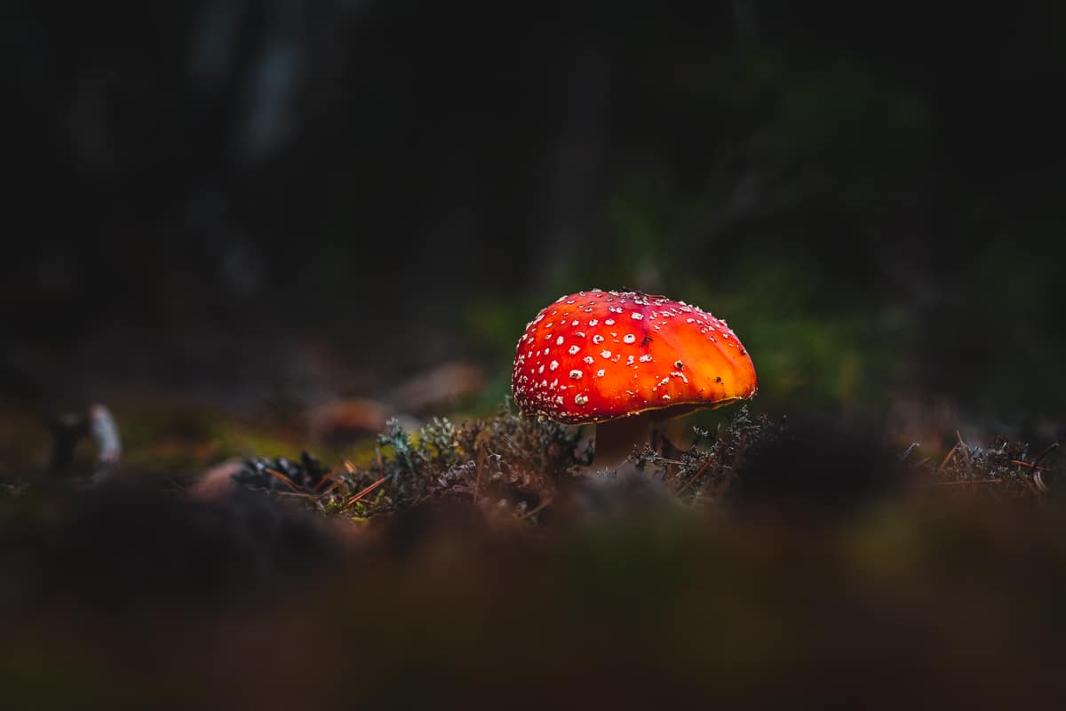 From the Ground Up! Give Ant’s-Eye Photography a Try