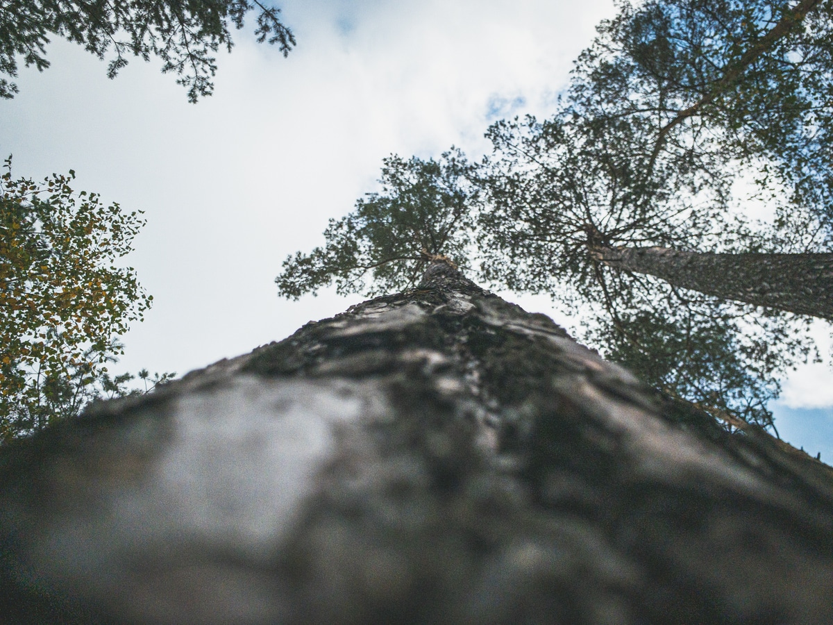 From the Ground Up! Give Ant’s-Eye Photography a Try