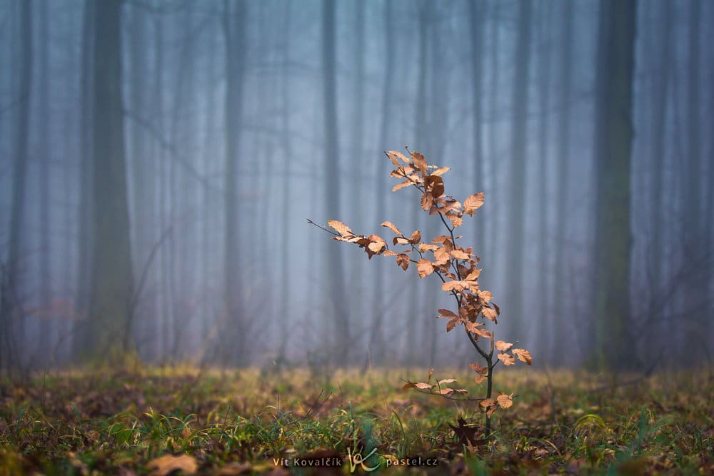 How to Photograph Foggy Landscapes