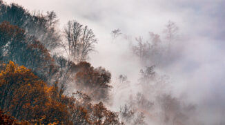 How to Photograph Foggy Landscapes: Focus on the Details