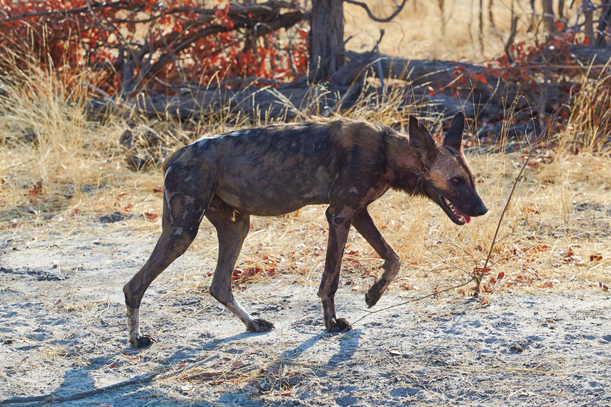 A Photographic Journey to Meet African Wild Dogs – The Continent’s Uncapturable Shadows