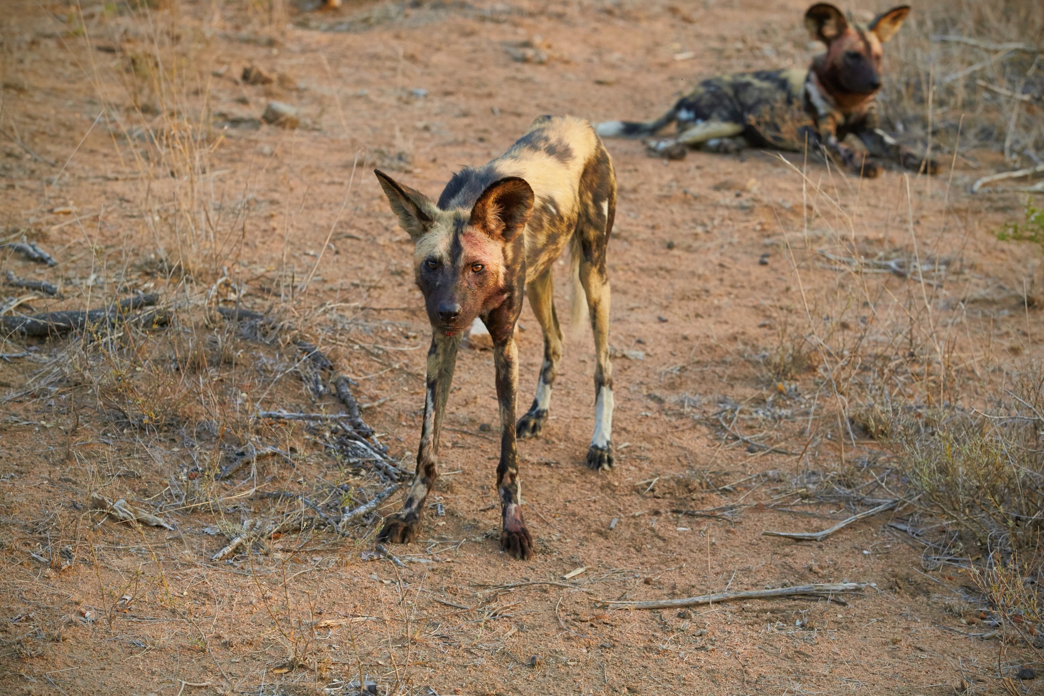 A Photographic Journey to Meet African Wild Dogs – The Continent’s Uncapturable Shadows