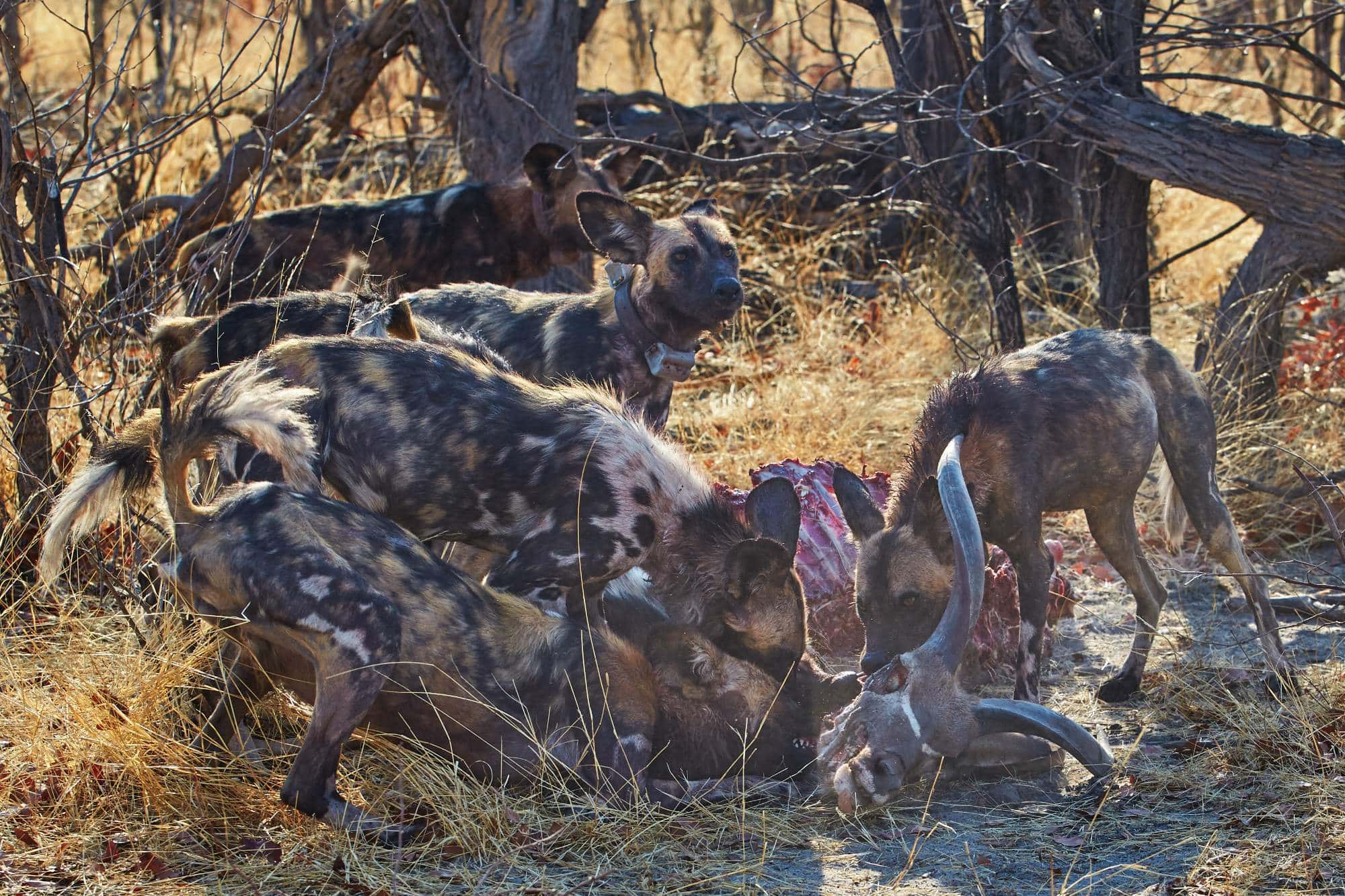 A Photographic Journey to Meet African Wild Dogs – The Continent’s Uncapturable Shadows