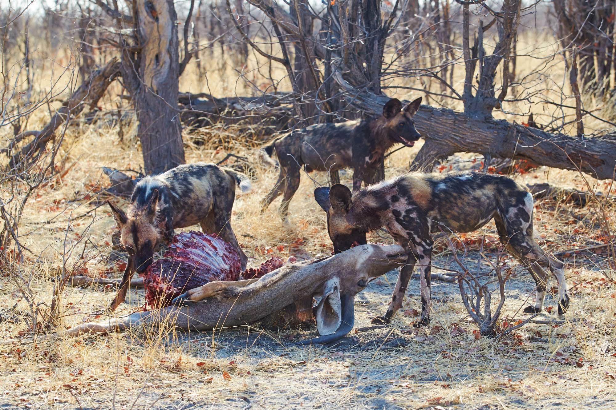 A Photographic Journey to Meet African Wild Dogs – The Continent’s Uncapturable Shadows