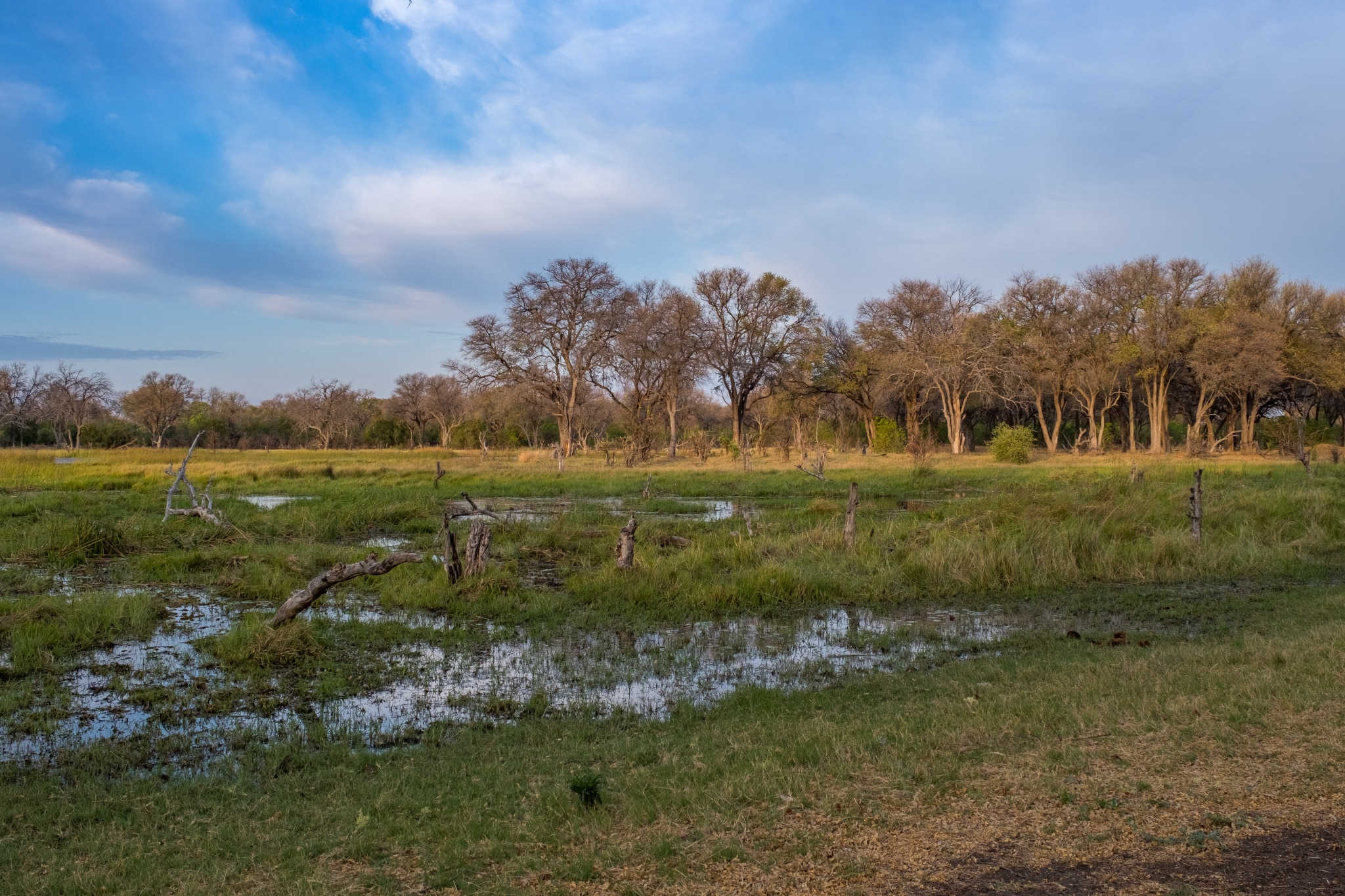 A Photographic Journey to Meet African Wild Dogs – The Continent’s Uncapturable Shadows