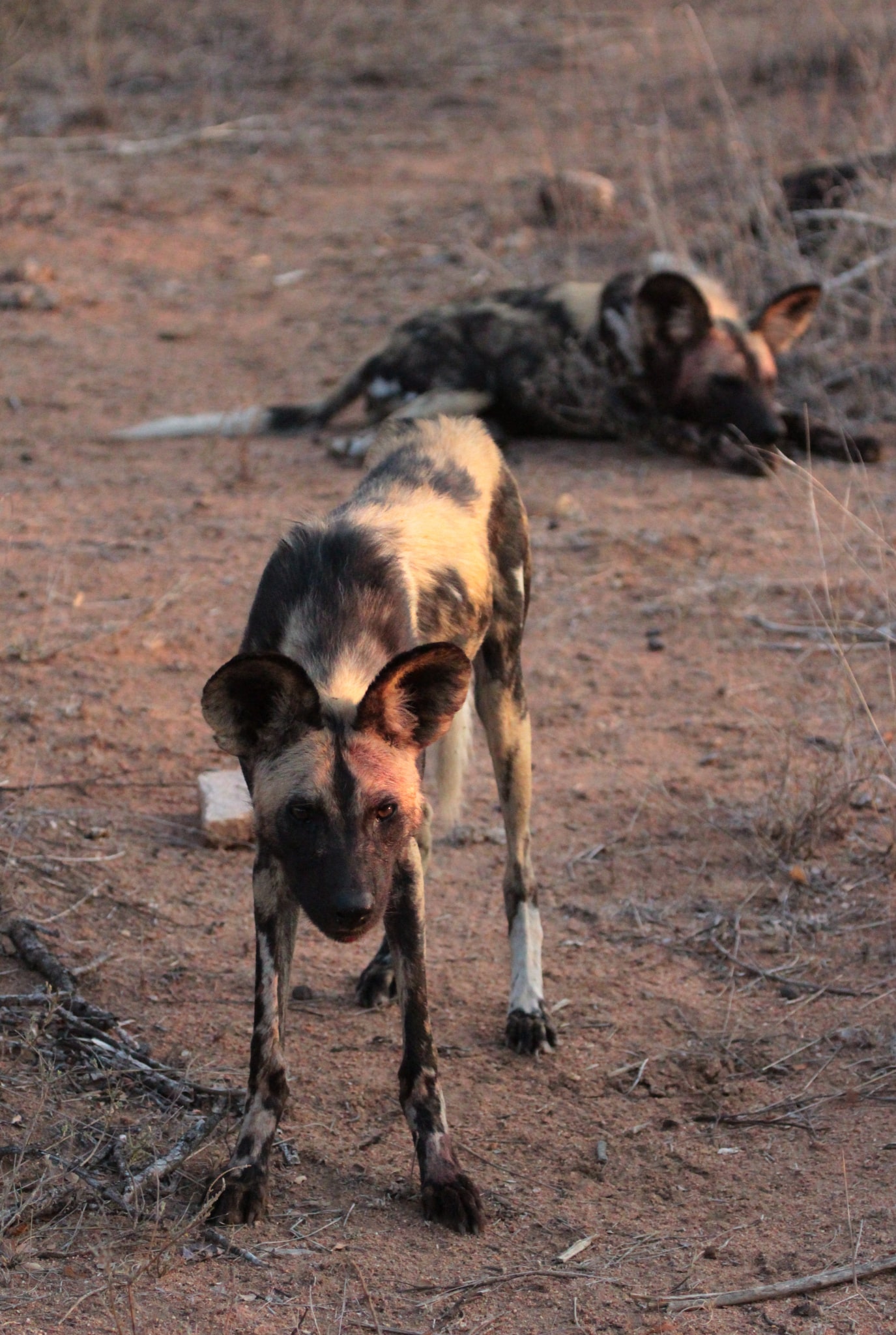 A Photographic Journey to Meet African Wild Dogs – The Continent’s Uncapturable Shadows