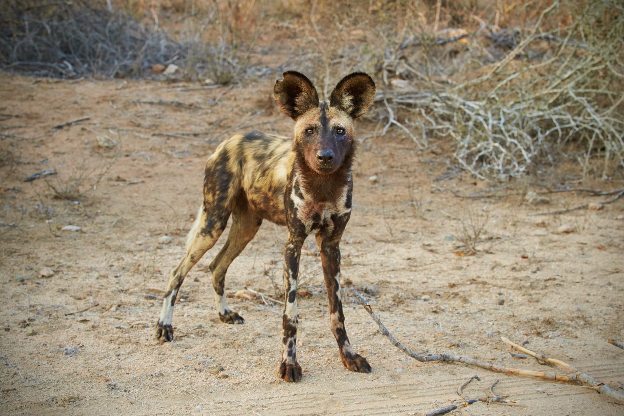 A Photographic Journey to Meet African Wild Dogs – The Continent’s Uncapturable Shadows